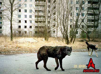фото альбом Украина - Чернобыль Фото из Чернобыля. Смотреть обязательно!