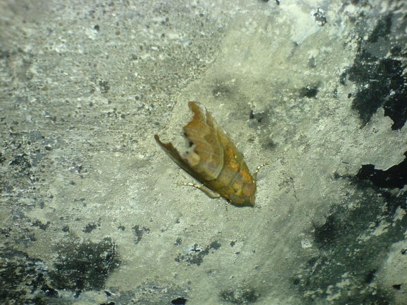    -     23.09.06 ($272)