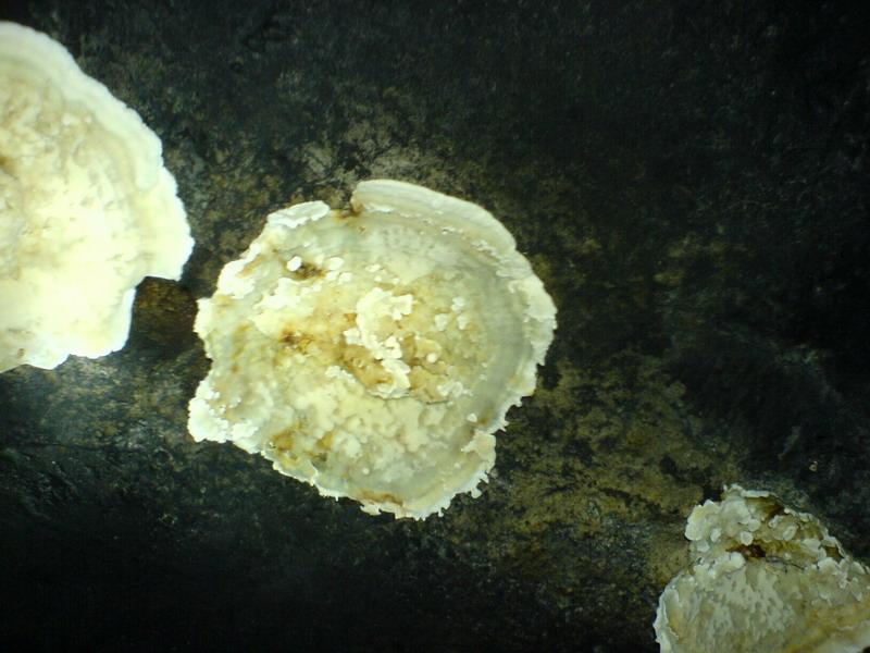    -     23.09.06 ($272)