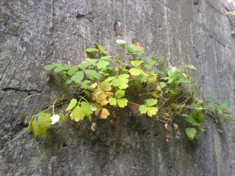    -     23.09.06 ($272)