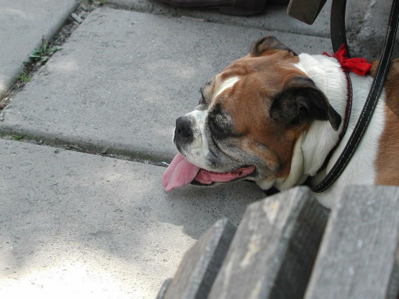    - , 4-8  2006 .    ,     :)