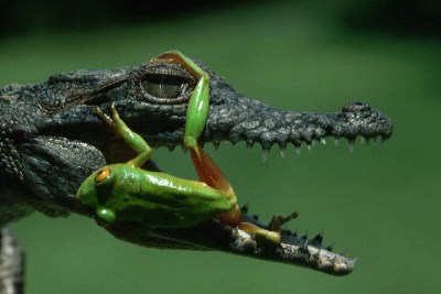    Crocodile Frog
