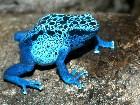  - Blue Poison Frog - 