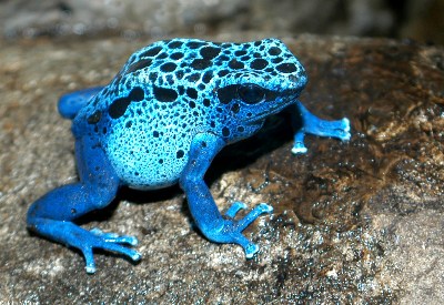    Blue Poison Frog