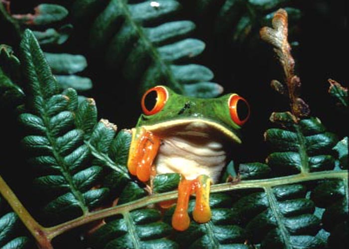    Red-eyed Tree Frog