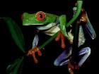  - Green Frog - 