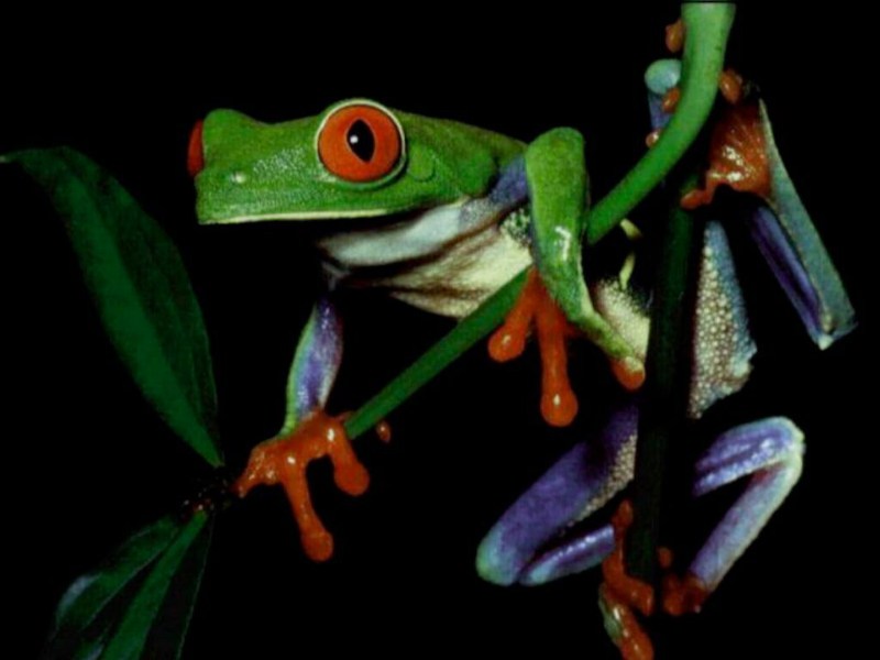    Green Frog
