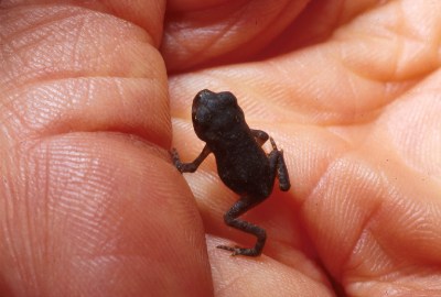   Little Frog