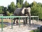 фото - Слон - Зоопарк г. Николаев