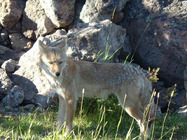   ,  - Trip to Yellowstone Coyote
