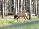  - Deer - ,  - Trip to Yellowstone