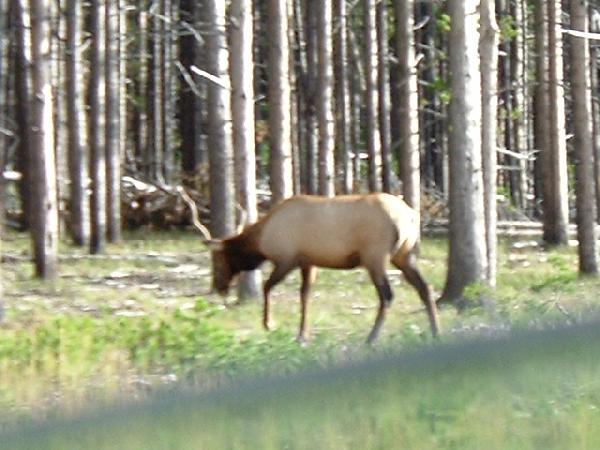   ,  - Trip to Yellowstone Deer