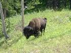  - Yellowstone buffalo - ,  - Trip to Yellowstone