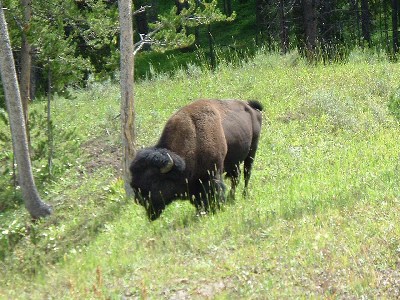   ,  - Trip to Yellowstone Yellowstone buffalo