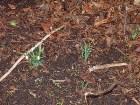 ���������� - Snowdrops in January - ������ - London Nature