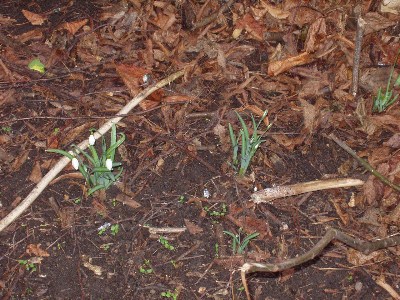 ���������� ������ ������ - London Nature Snowdrops in January