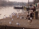 ���������� - ������ - London Nature
