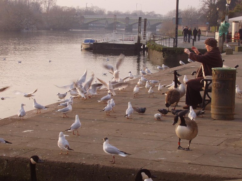 ���������� ������ ������ - London Nature