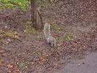 ���������� - ������ - London Nature
