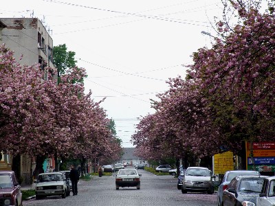    - Khust Sacura street