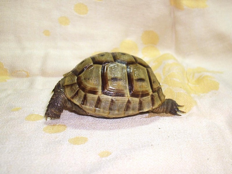 фото альбом Сухопутные черепахи Уран (среднеземноморский самец, 2 года)