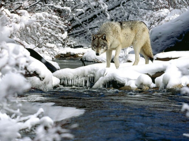 фото альбом Серые картинки серых волков