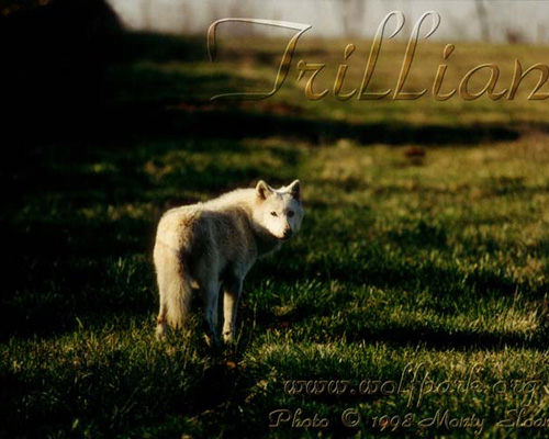 фото альбом Белые картинки белых волков