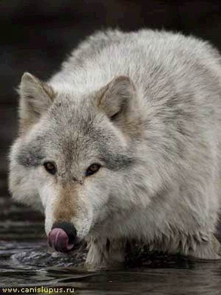 фото альбом Белые картинки белых волков