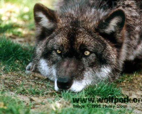 фото альбом Черные картинки черных волков