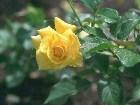 фото - Желтая роза - Цветы