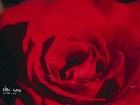 фото - Красная роза 2 - Цветы