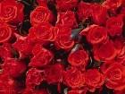 фото - Красные розы - Цветы