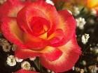 фото - Алая роза - Цветы