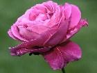 фото - Розовая роза - Цветы