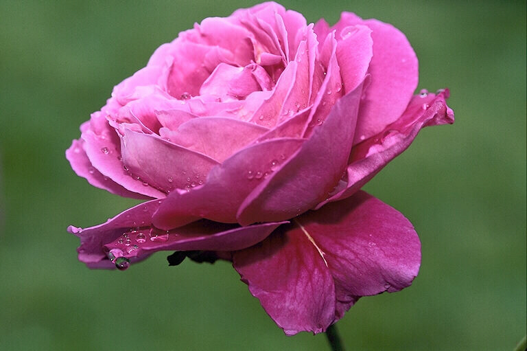 фото альбом Цветы Розовая роза