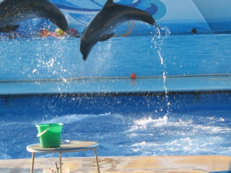   Krym-2006 Sevastopol