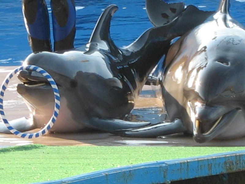   Krym-2006 Sevastopol