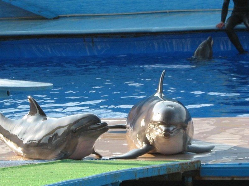   Krym-2006 Sevastopol