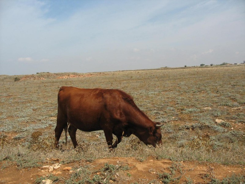   Krym-2006 Sypel Tarchankut