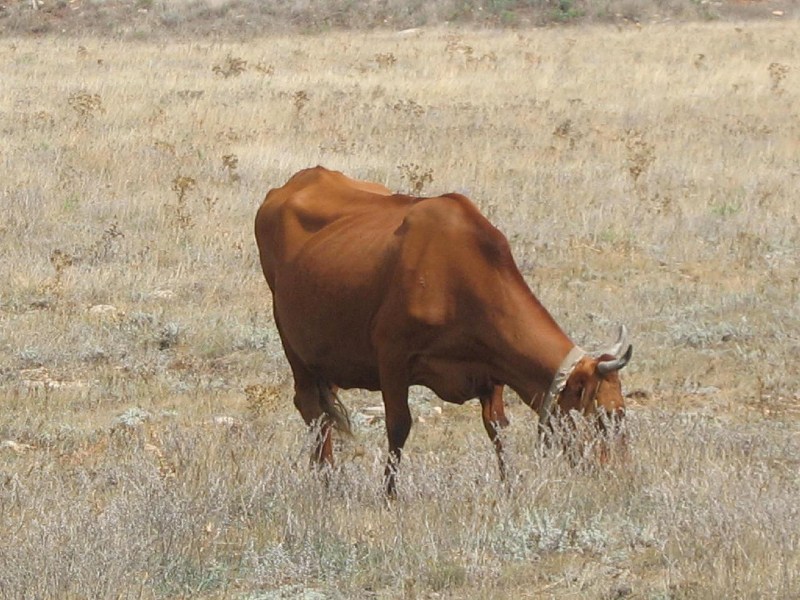   Krym-2006 Sypel Tarchankut