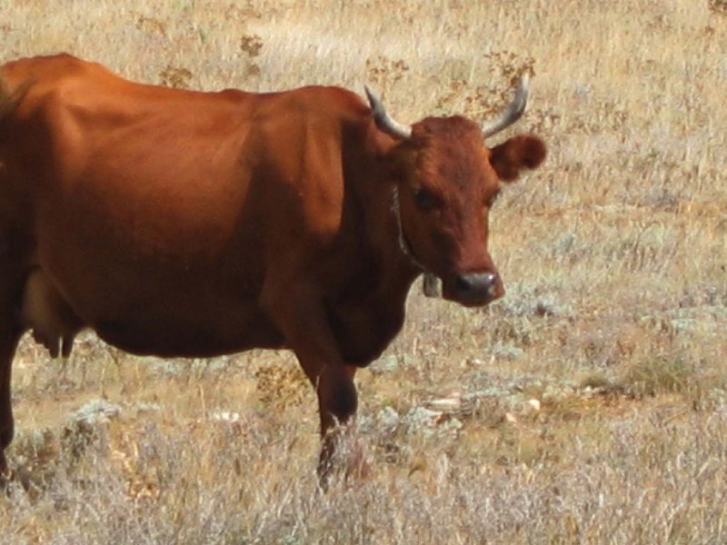   Krym-2006 Sypel Tarchankut