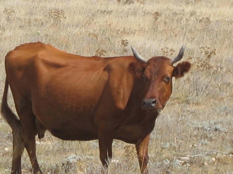   Krym-2006 Sypel Tarchankut