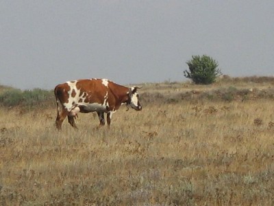   Krym-2006 Sypel Tarchankut