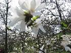  - magnolii2005