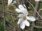  - magnolii2005