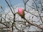   magnolii2005
