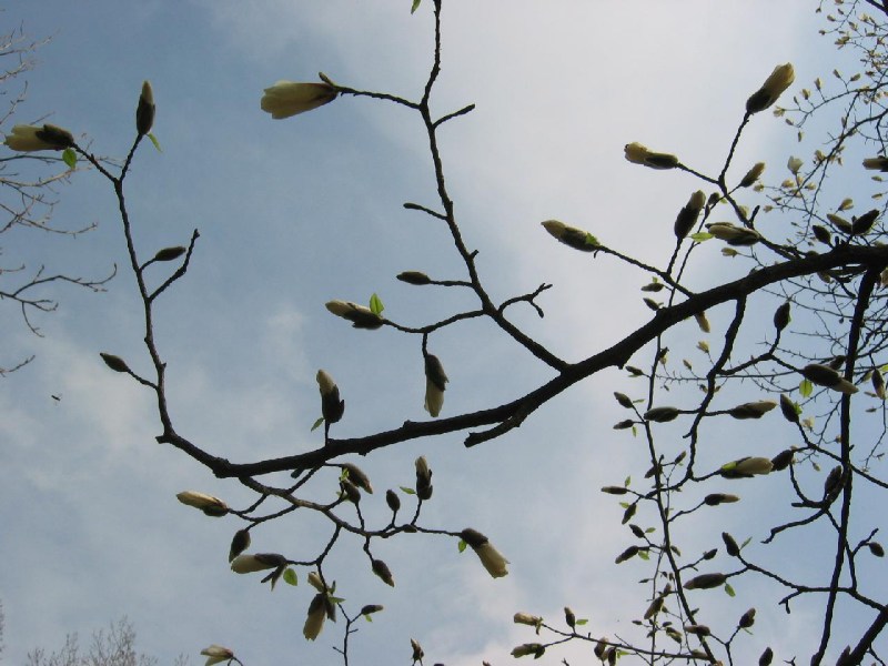   magnolii2005