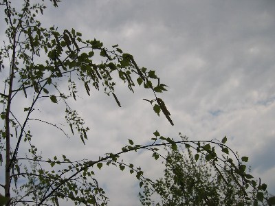   magnolii2004
