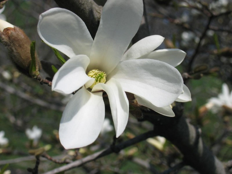   magnolii2004
