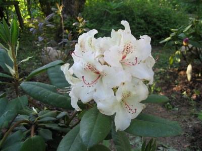     Rhododendron